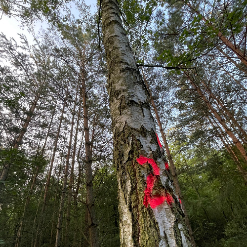 FLUCC - Forest Goblin
