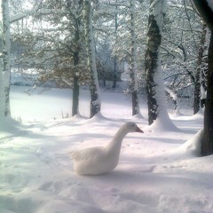 hurricvne & vlof - insularity