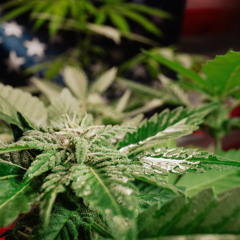 USA vor Cannabis-Neustart: DEA spricht von „Top-Priorität“