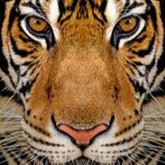 Survivor - Eye Of The Tiger (Wassim Khalil Remix) (Tropical House)
