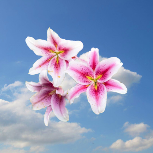 My Dearest Little Lullaby