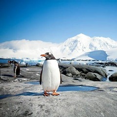 Antarctic Dusk(2022)