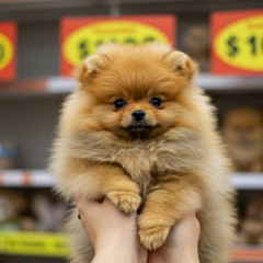 東京 ペットショップで選ぶ安心の子犬探し｜TIARA PETSのこだわり