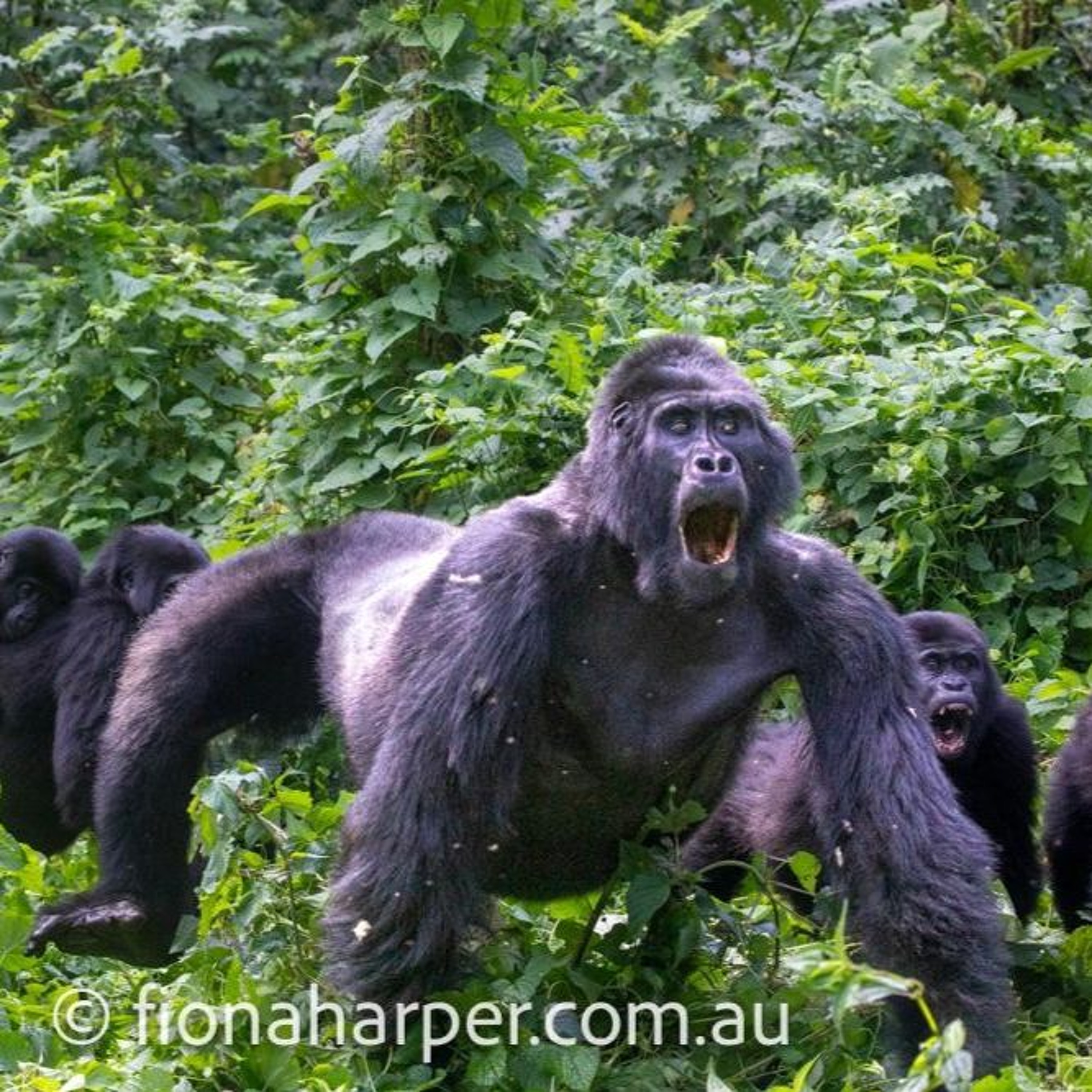 #Worth1000Words -Fiona Harper and the Silverback episode artwork