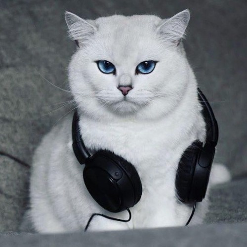 ‎