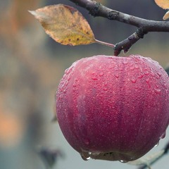 Buy British apples when you see them and help UK farmers
