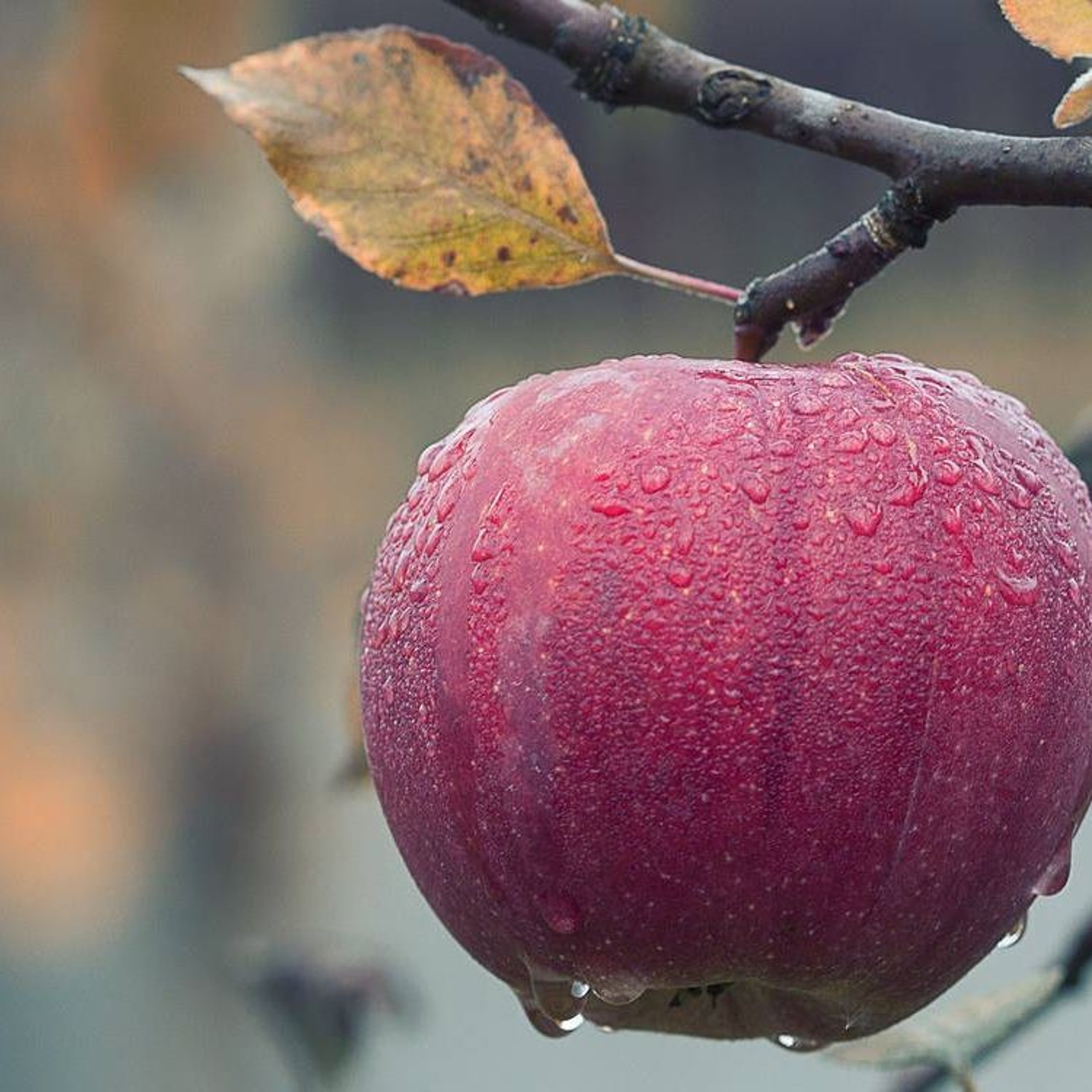 Buy British apples when you see them and help UK farmers