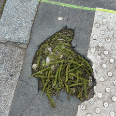 Halcyon Days w/ Efsun Efsun (15/05/2025)