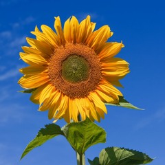 Nuruson868 - Sunflower Freestyle