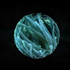 Reef Recall Remix: Duty Cycle Mysteries