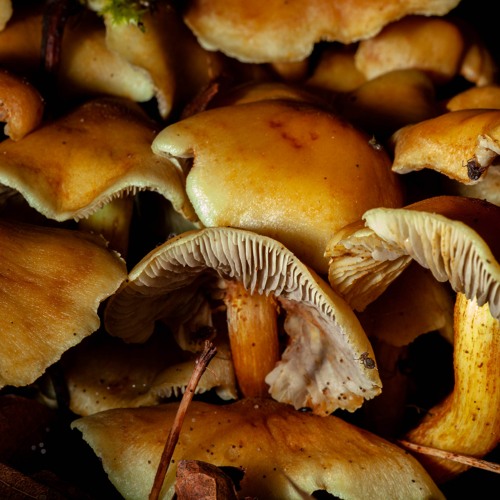 MYCOLOGICAL METABOLISM