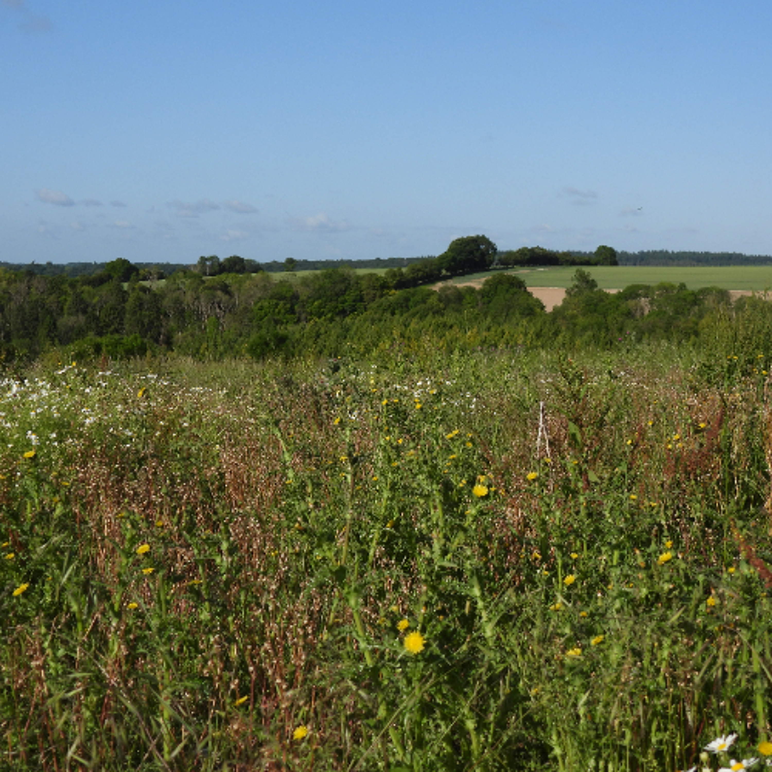 2025 STRAIGHT FROM THE FIELDS 1 - OUR BEAUTIFUL ENGLISH LOWLANDS episode artwork
