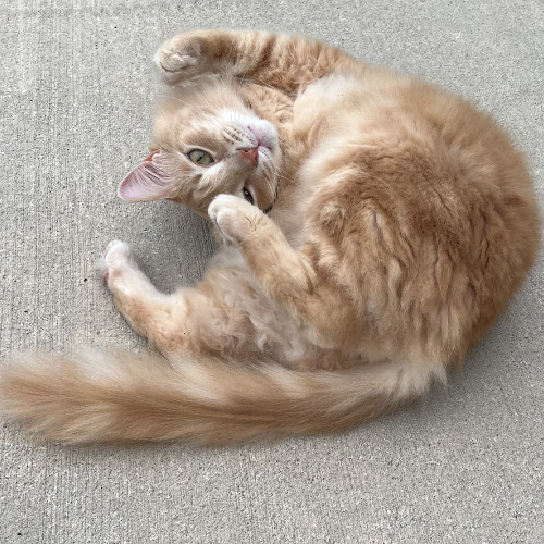 Move It, Work It, Shake It, Don't Fake It