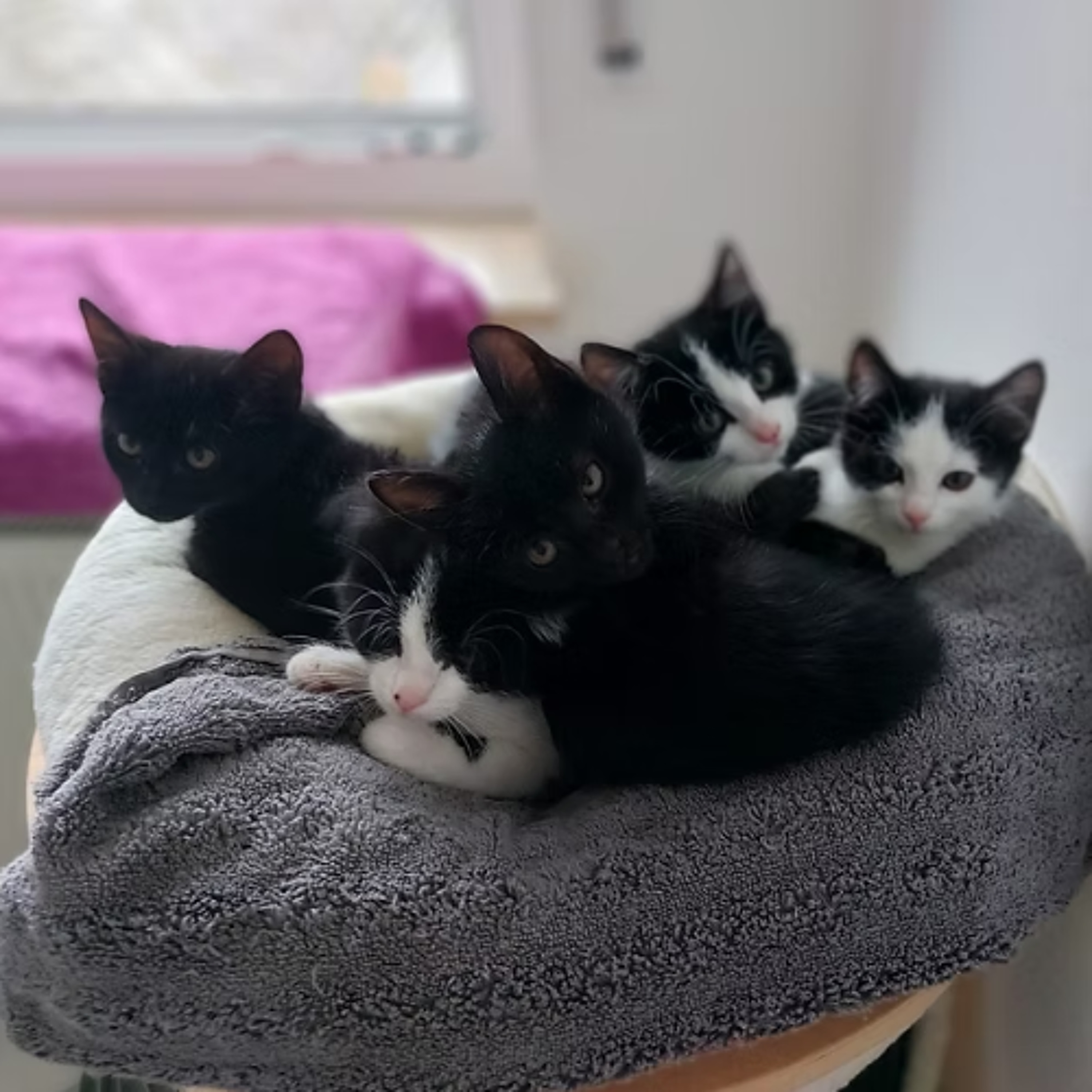 Körbchen gesucht vom 22.10.25 - Die "S-Katzenkinder" episode artwork