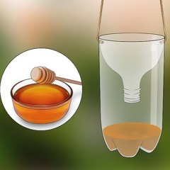 Beez too legit to quit the trap