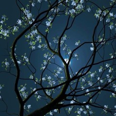 The way of tear by abdullah Siddiqui