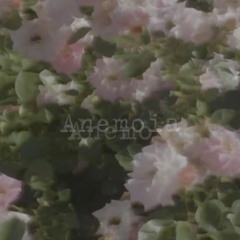 Anemoia