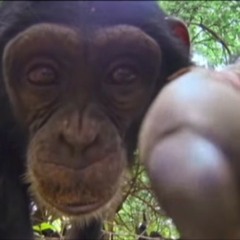 Turtle Camera, and the Monkeys