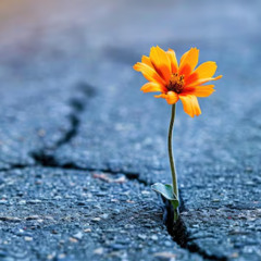 Growing Thru It Prod. by MarkMyWordsBeats & BoiYanel