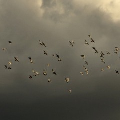 "فَمَنِ اتَّبَعَ هُدايَ فَلا يَضِلُّ وَلا يَشقى) سوره طه الشيخ أحمد بن طالب