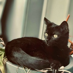 Hitch The Housecat