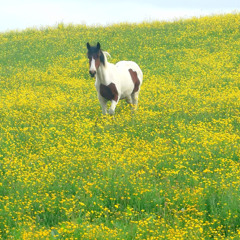 An Capall Bán (The White Horse)