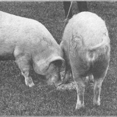 Die Geschichte Des Pfeifenden Schweins
