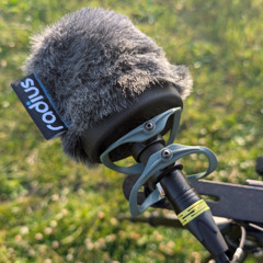 Cookham Common - walk to the car. Pair of MKH8040 in NOS.