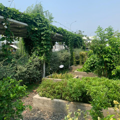 Mawar Berduri Broery