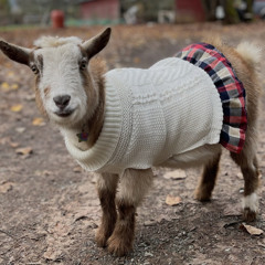 Rogue- Midnight Mongers Mix.mp3