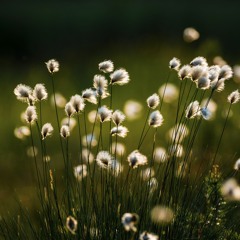 Cotton In The Wind