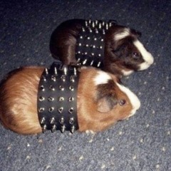 PUNKPIGGY!!!!