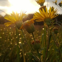 Sunshine On My Head BEAT