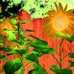 Miss Sunshine - Live