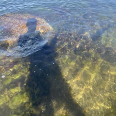 Ahh... what a summer´s day