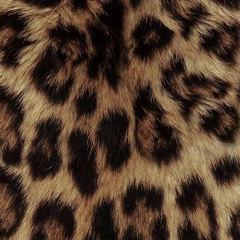 animal animal animal.wav