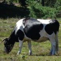 Heidekoe Deel 1 Zo 3 - 3-24