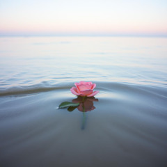 💔🌹 Love Comes And Goes