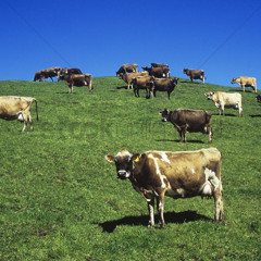 cows on the hill