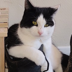 Erin Jeary - white flag