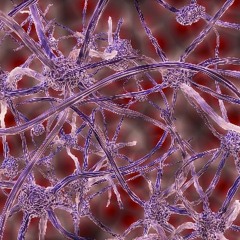 Stem Cells to be Utilized as Nerve Repair | Dr. David Greene Arizona