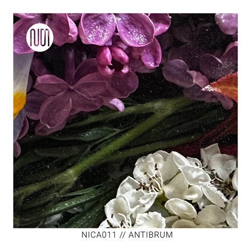 nica011 // ANTIBRUM @ NICA // AKZENT