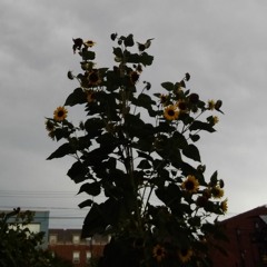 Red Dye In Sugar Water and Country Hummingbirds (Ol Whitetail)