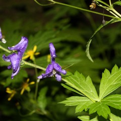 FLOGISTO  Acustico MAQUETA