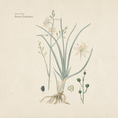 Sweet Embrace (Till Sleep)