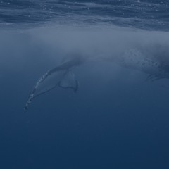 The Whale
