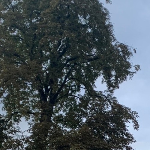 (pesaway&ngrriessus) surroundings