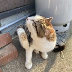 Sasagemono