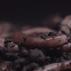 DR. HOLLOW -Worm