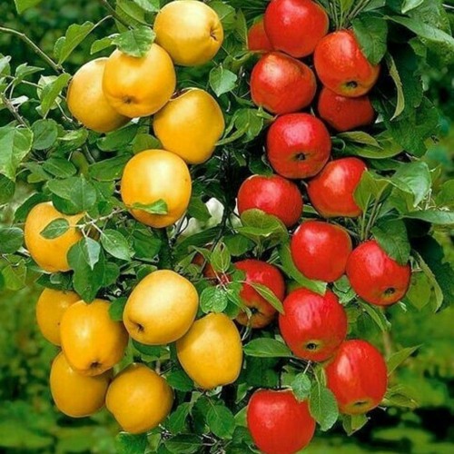 Thomas Arya Feat Yelse ~ Abadi Selamanya